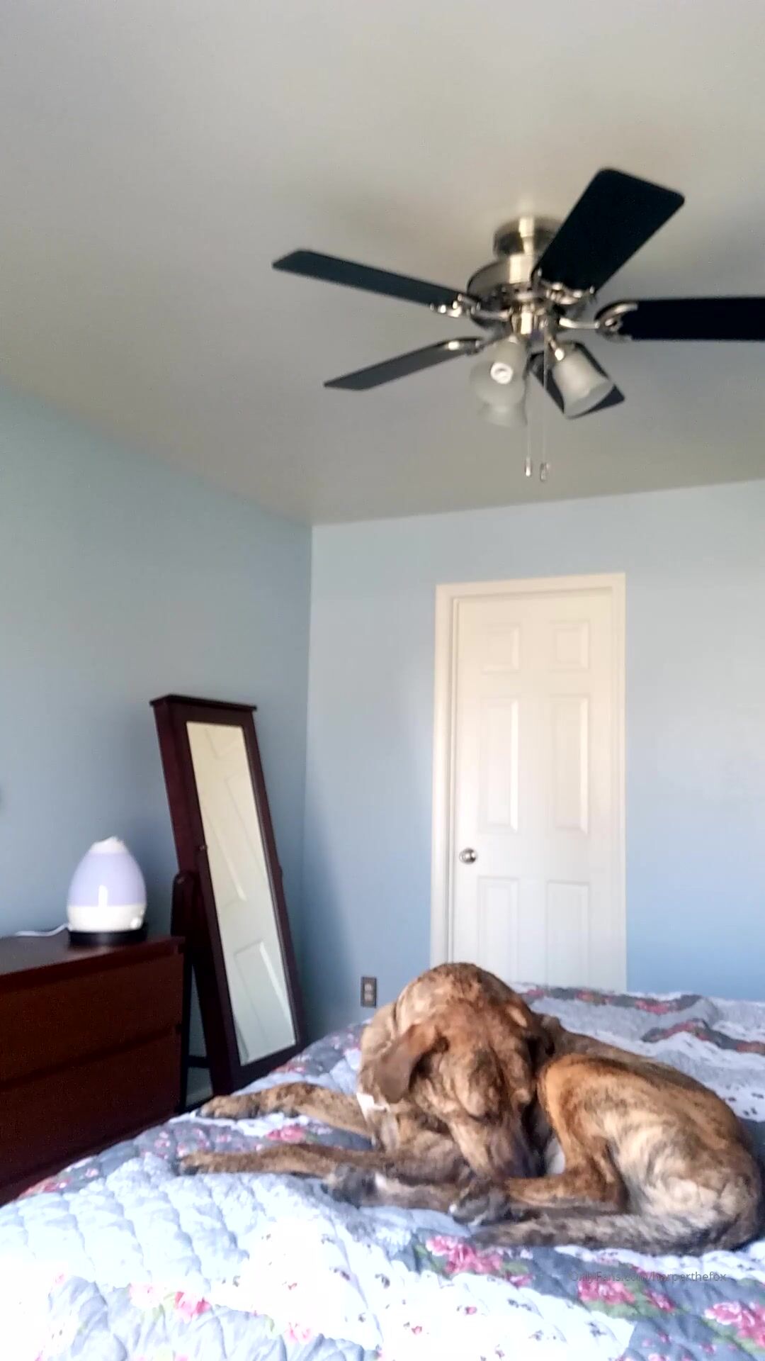 HarperTheFox Crazy Tits Flashing