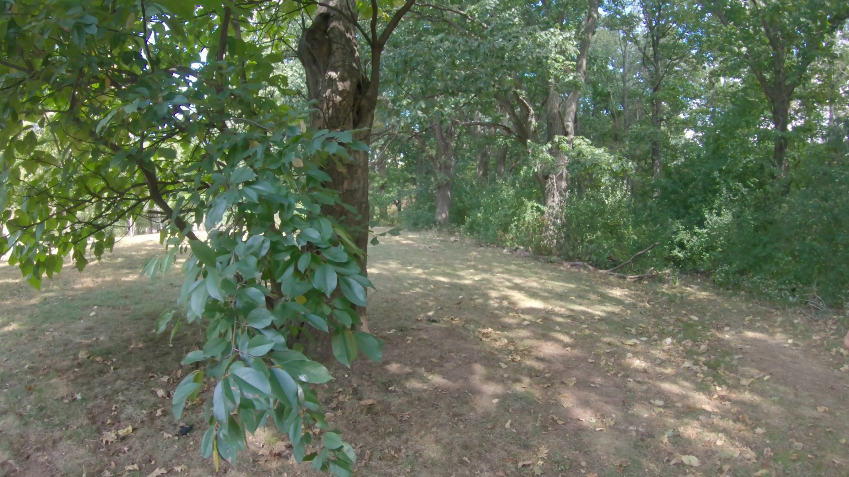 Lissa Aires Sucking And Fucking in Public Forest