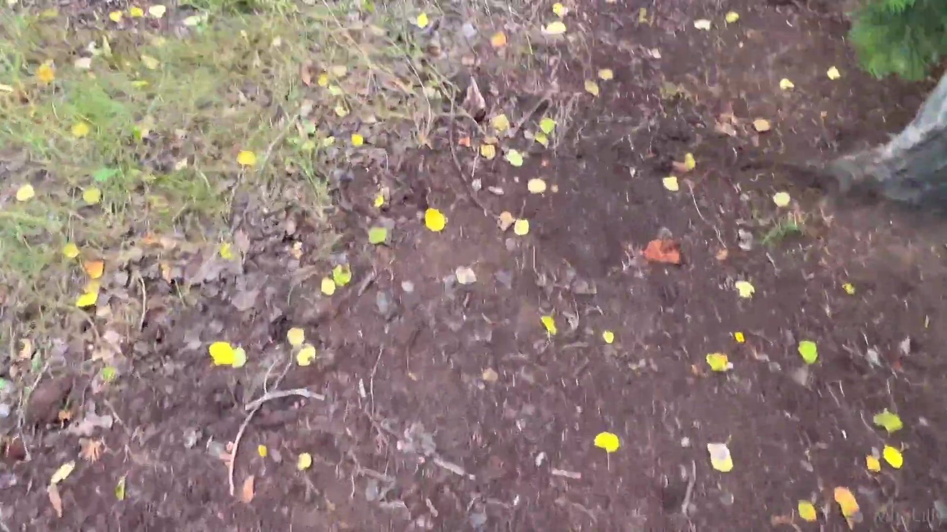 Mini Lilly - Outdoor POV Sextape Video